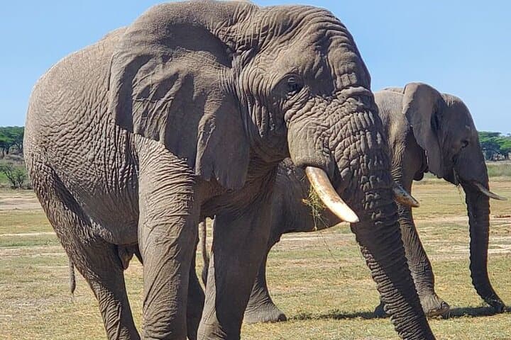 Tanzania Safari: Tarangire, Ngorongoro & Serengeti — 6–7 Day Private Wildlife Tour photo 5