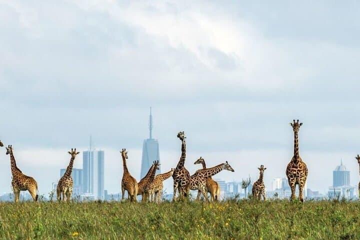 Giraffe Center and Karen Blixen Day Tour — Nairobi Wildlife & Cultural Excursion photo 3