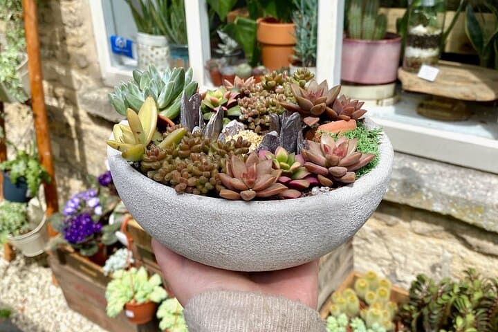 Make Your Own Succulent Bowl: Hands-On Plant Workshop in Cirencester