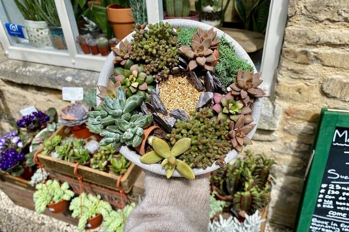 Make Your Own Succulent Bowl: Hands-On Plant Workshop in Cirencester photo 4