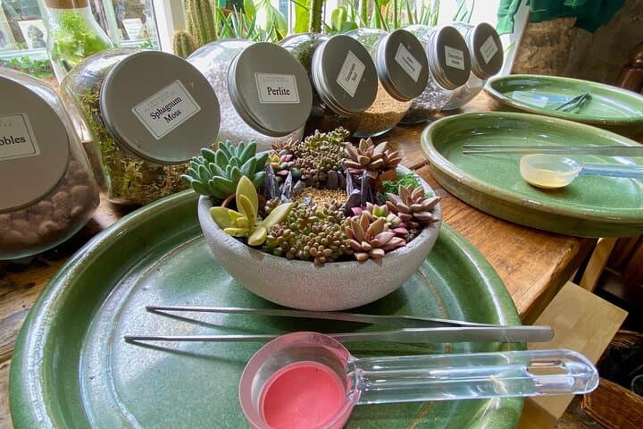 Make Your Own Succulent Bowl: Hands-On Plant Workshop in Cirencester photo 5