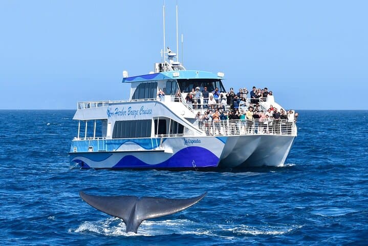 Long Beach Whale Watching: Guided Marine Wildlife Cruise from Dock 2