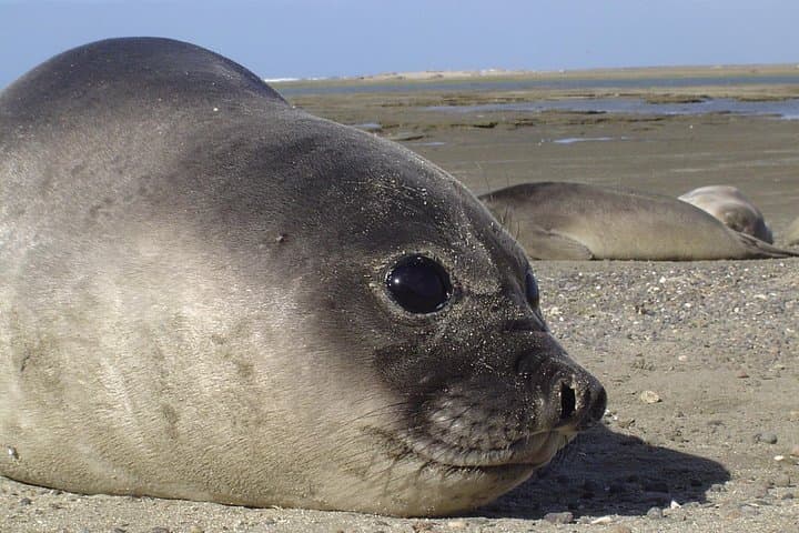 Peninsula Valdés Wildlife Cruise from Puerto Madryn — Sea Lions, Whales & Penguins