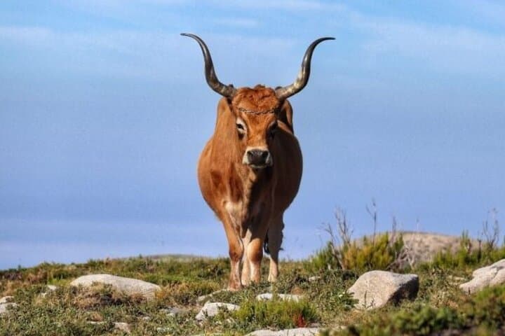 Peneda-Gerês Private Day Tour from Porto — All-Inclusive UNESCO Biosphere Experience photo 4