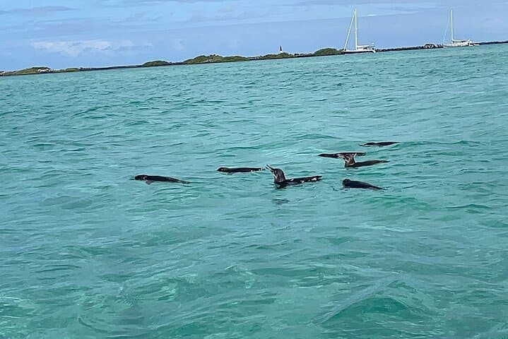 5-Day Galápagos Aquatic and Land Expedition: Snorkel, Hike & Wildlife Encounters photo 2
