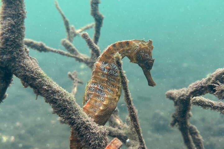 5-Day Galápagos Aquatic and Land Expedition: Snorkel, Hike & Wildlife Encounters photo 4