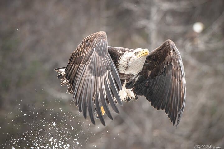Master Alaska’s Wilderness: Private Full-Day Photography Workshop Near Fairbanks photo 2
