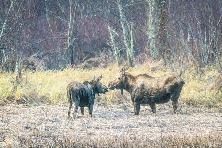 Fairbanks Private Photography Workshop: Off-Road Coaching in Interior Alaska photo 5