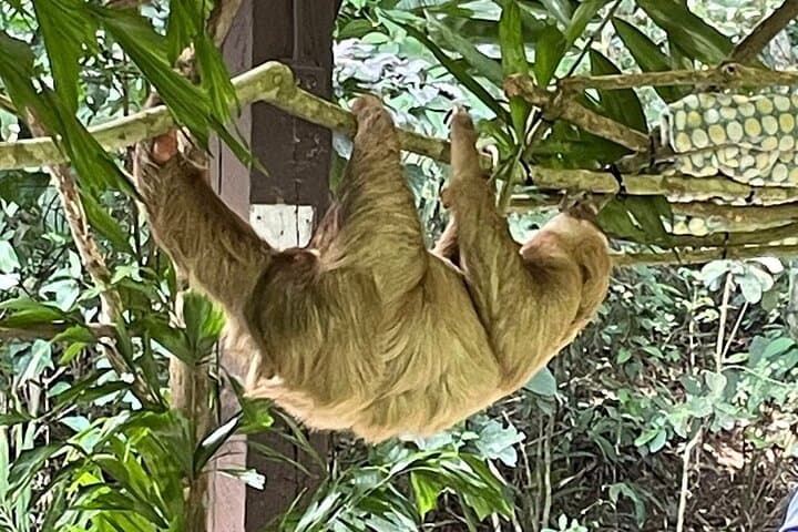 Gamboa Eco Adventure: Gatun Lake Boat Tour, Cable Car & Sloth Sanctuary photo 2