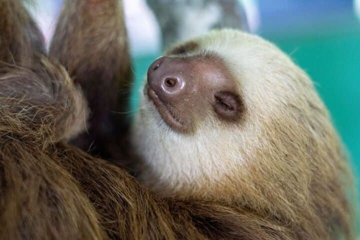Gamboa Eco Adventure: Gatun Lake Boat Tour, Cable Car & Sloth Sanctuary photo 6