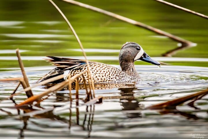 Master Alaska’s Wilderness: Private Full-Day Photography Workshop Near Fairbanks photo 4