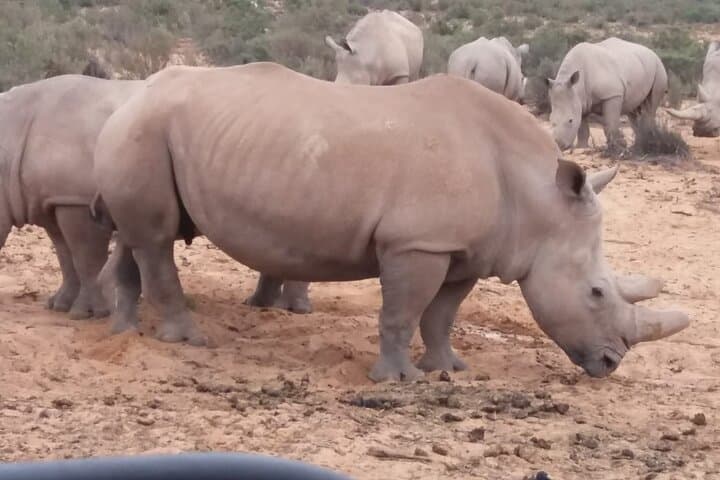 Aquila Big Five Day Safari from Cape Town: Game Drives, Lunch & Transport photo 4