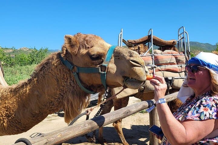 Camel Ride on Cabo Pacific Beach: Coastal Camelback Adventure photo 4