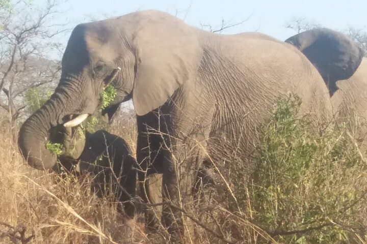 Aquila Big Five Day Safari from Cape Town: Game Drives, Lunch & Transport photo 3