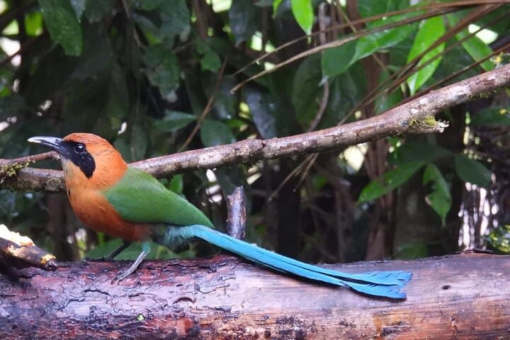 Jungle Birdwatching and River-Pools Tour from Guatapé: Birds, Rivers & Canyons photo 2