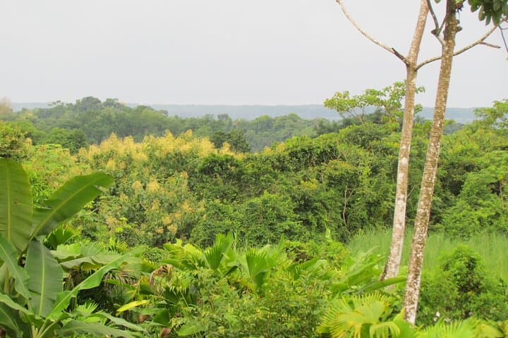 Rainmaker Park Hike and Hanging Bridges: Quepos Primary Forest Tour photo 3