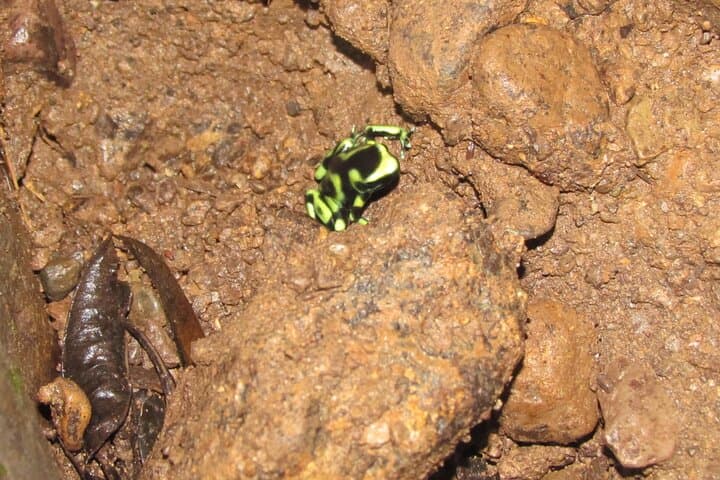 Rainmaker Park Hike and Hanging Bridges: Quepos Primary Forest Tour photo 4