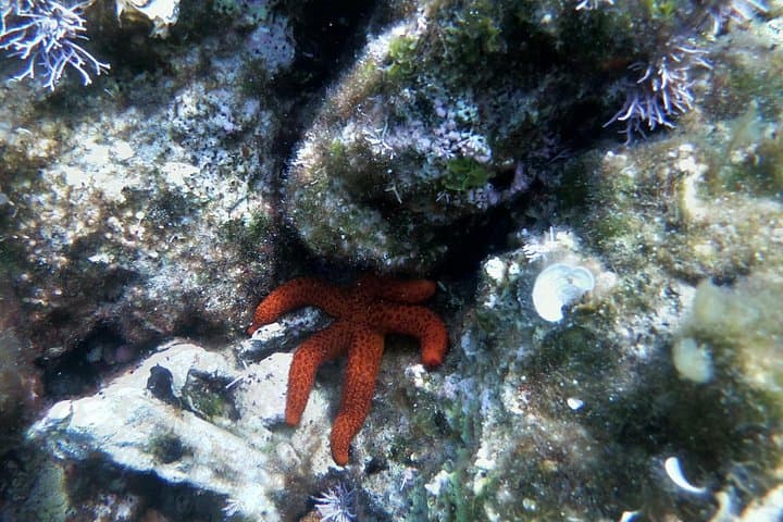 Dubrovnik Blue Cave & Elaphiti Islands: All-Inclusive Cave Boat Tour photo 3