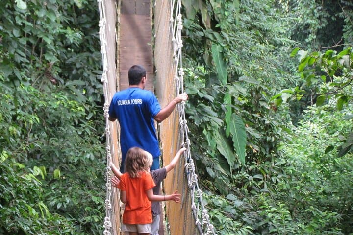 Rainmaker Park Hike and Hanging Bridges: Quepos Primary Forest Tour photo 5
