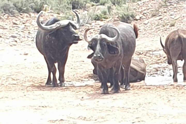 Aquila Big Five Day Safari from Cape Town: Game Drives, Lunch & Transport photo 6
