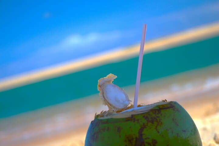 Coconut Coast Day Tour: Praia do Forte & Jacuípe Beach with TAMAR Visit photo 3