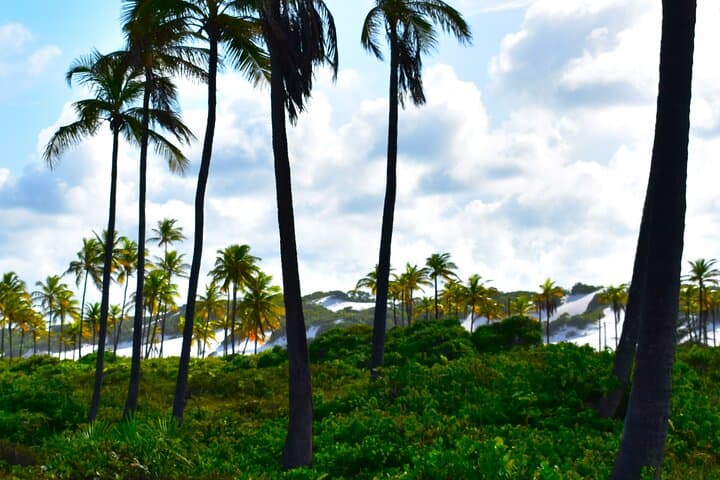 Massarandupio Beach Daytrip from Salvador — Quiet Beaches & Coastal Swimming photo 4