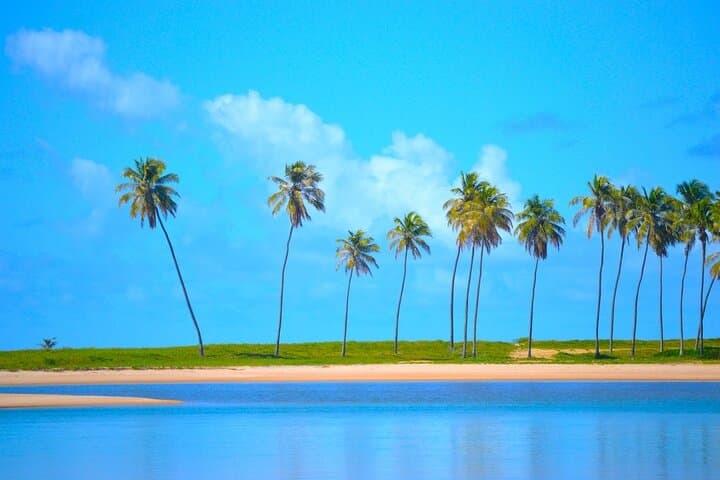 Salvador to Praia do Forte Day Trip — Coconut Coast Beaches & Turtle Station photo 1
