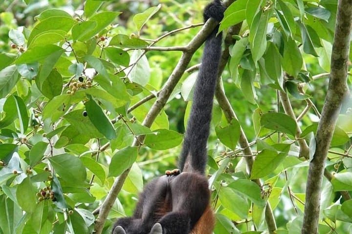 Cahuita National Park Day Tour: Bribri Chocolate, Wildlife & Waterfall Swim photo 3