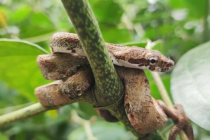 Cahuita National Park Day Tour: Bribri Chocolate, Wildlife & Waterfall Swim photo 4