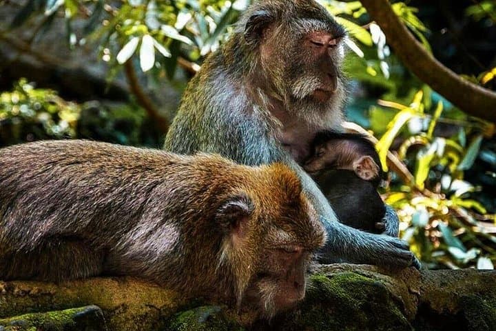 Ubud Private Day Tour: Monkey Forest, Tegalalang Rice Terraces & Coffee Plantation photo 5