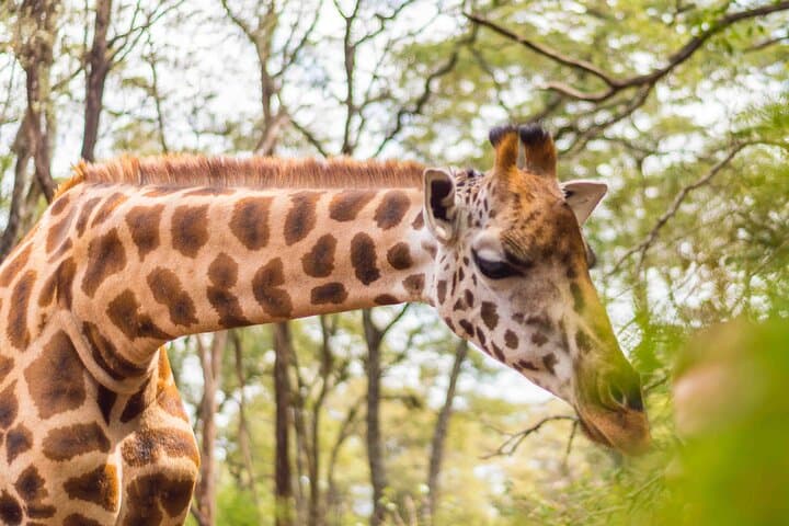 Visit Nairobi Giraffe Centre — Rothschild Giraffes & Conservation Experience
