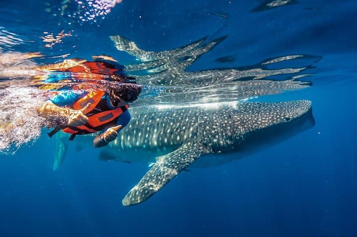 Swim with Whale Sharks: Isla Mujeres & Riviera Maya Small-Group Adventure photo 1