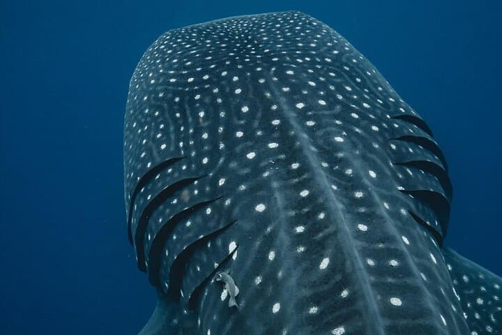 Swim with Whale Sharks: Isla Mujeres & Riviera Maya Small-Group Adventure photo 4
