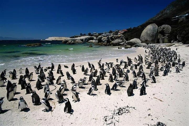 Cape Town to Kruger: 9-Day Private Safari and Coastal Highlights photo 2