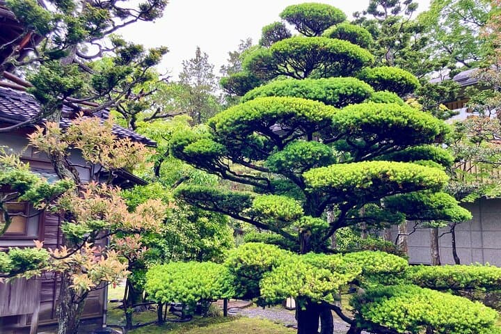 Kanazawa Garden Exploration: Private Walking Tour of Kenrokuen, Gyokusen-en & Samurai Gardens photo 3