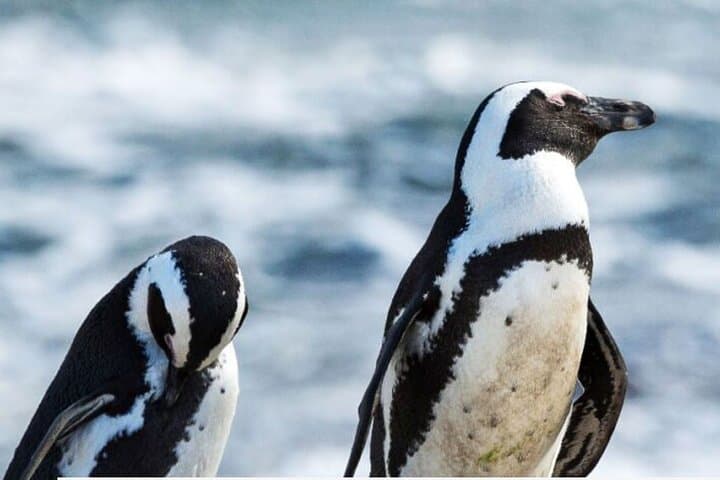 3-Day Private Garden Route from Cape Town — Knysna, Plettenberg Bay & Benguela Cove photo 2