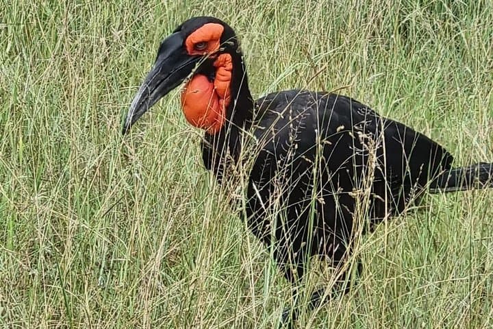 Cape Town to Kruger: 9-Day Private Safari and Coastal Highlights photo 3