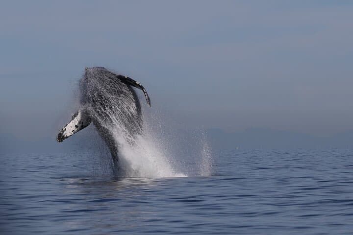 Whale Watching Adventure from Vancouver's Steveston Village