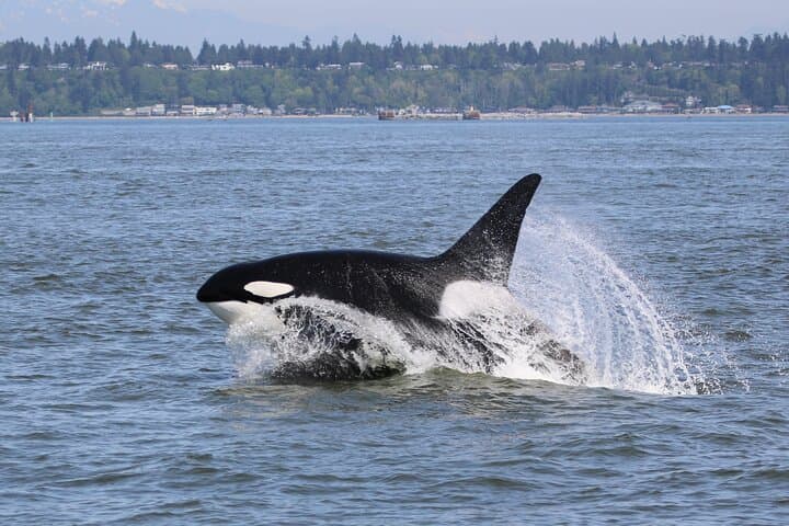 Whale Watching Adventure from Vancouver's Steveston Village photo 2