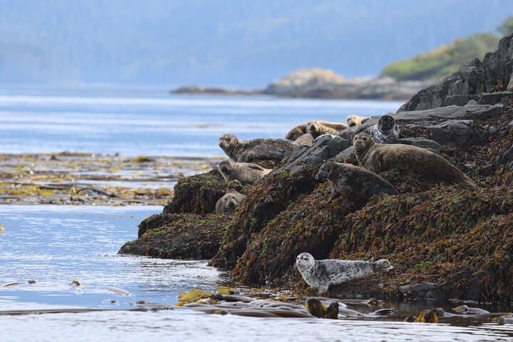 Whale Watching Adventure from Vancouver's Steveston Village photo 4