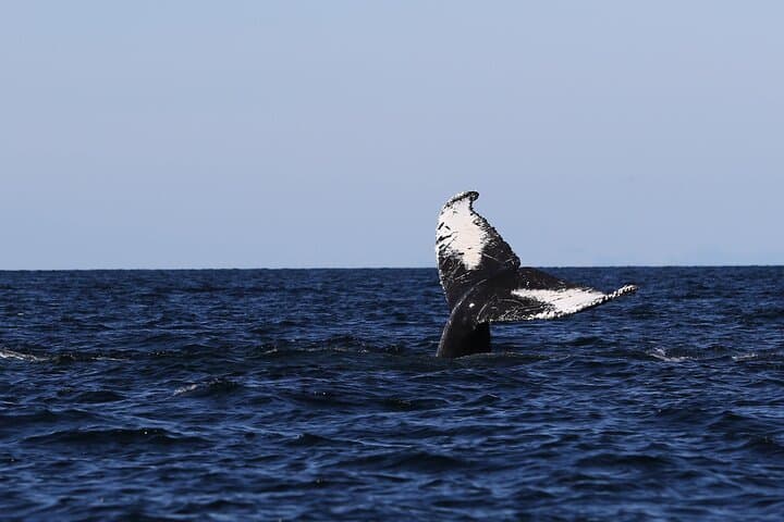 Whale Watching Adventure from Vancouver's Steveston Village photo 5