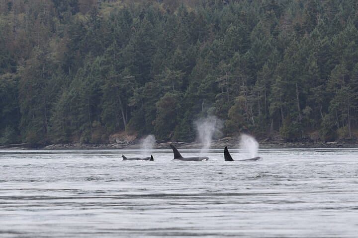 Whale Watching Adventure from Vancouver's Steveston Village photo 6