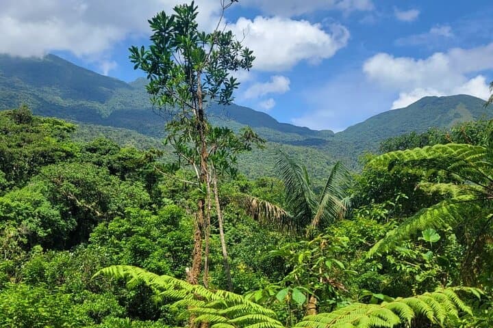 Rio Celeste Waterfall & Sloth Safari: Tenorio National Park Day Tour photo 3