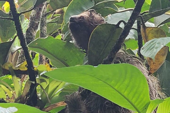 Rio Celeste Waterfall & Sloth Safari: Tenorio National Park Day Tour photo 5