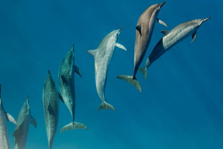 Private Wild Dolphin Encounter Day Trip from La Ventana to Cerralvo Island photo 1