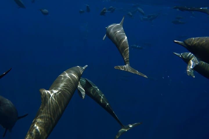 Private Wild Dolphin Encounter Day Trip from La Ventana to Cerralvo Island photo 3