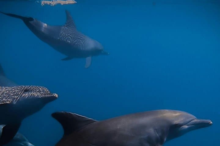 Private Wild Dolphin Encounter Day Trip from La Ventana to Cerralvo Island photo 4