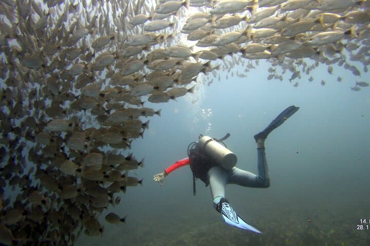Discover Scuba Diving at Catalina Islands from Tamarindo photo 2