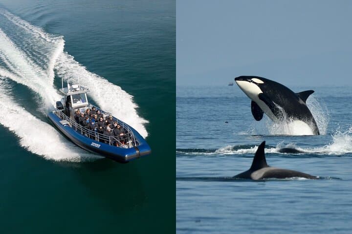 Anacortes Zodiac Whale Watching — San Juan Islands Wildlife Cruise photo 1