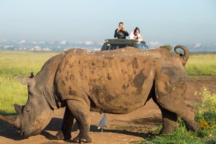 Nairobi National Park Half-Day Safari: Wild Game Drive on the City’s Edge photo 2
